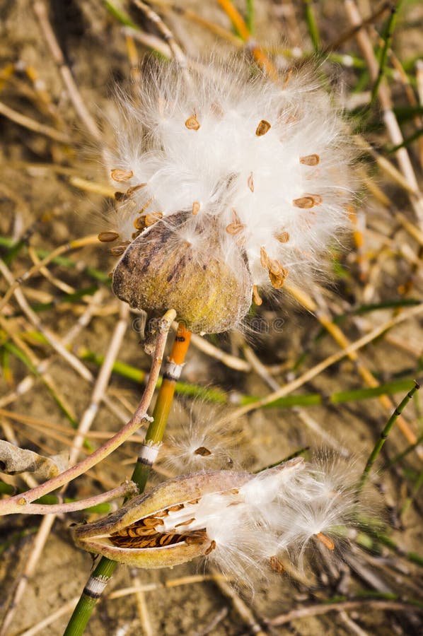 Fluffy white seed pod stock photo. Image of fluffy, close 51898206
