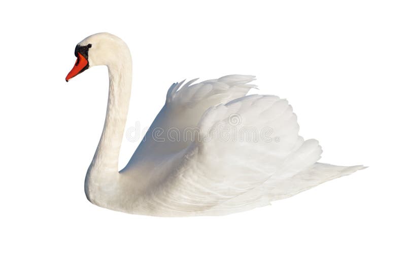 Fluffy white swan.