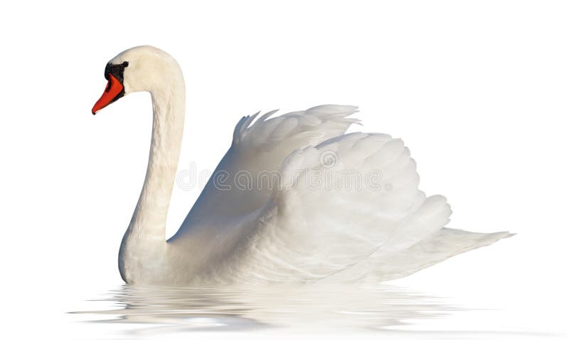 Fluffy white swan.