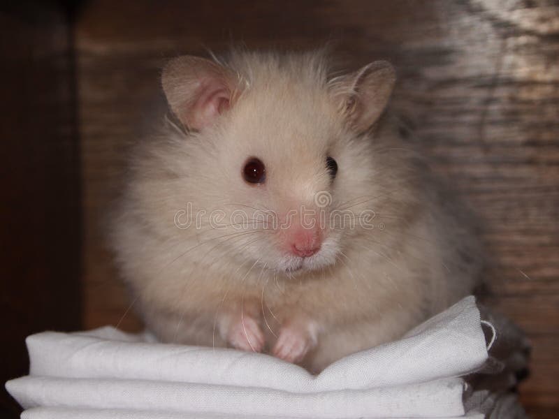 white fluffy hamster