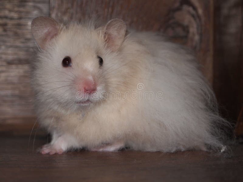 albino teddy bear hamster