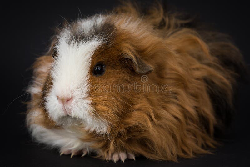 Fluffy young guinea pig royalty free stock photo Fluffy young guinea pig royalty free stock photo