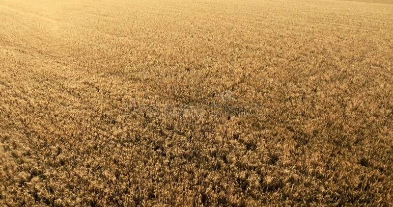 Flug über einem Feld des Weizens