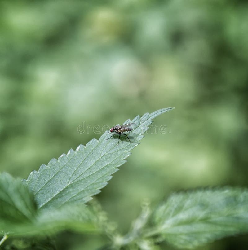 Fluga på den gröna leafen arkivfoton Fluga på den gröna leafen arkivfoton