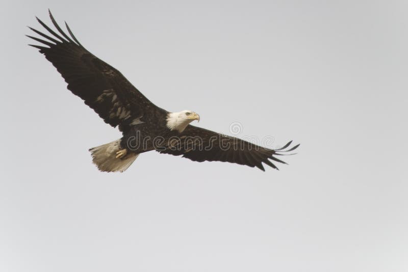 Bald eagle flying, wings spanned completely. Bald eagle flying, wings spanned completely