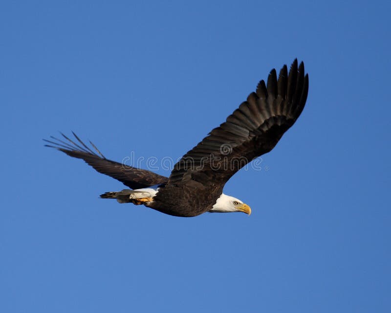 Majestic adult bald eagle flying isolated against blue sky. Majestic adult bald eagle flying isolated against blue sky