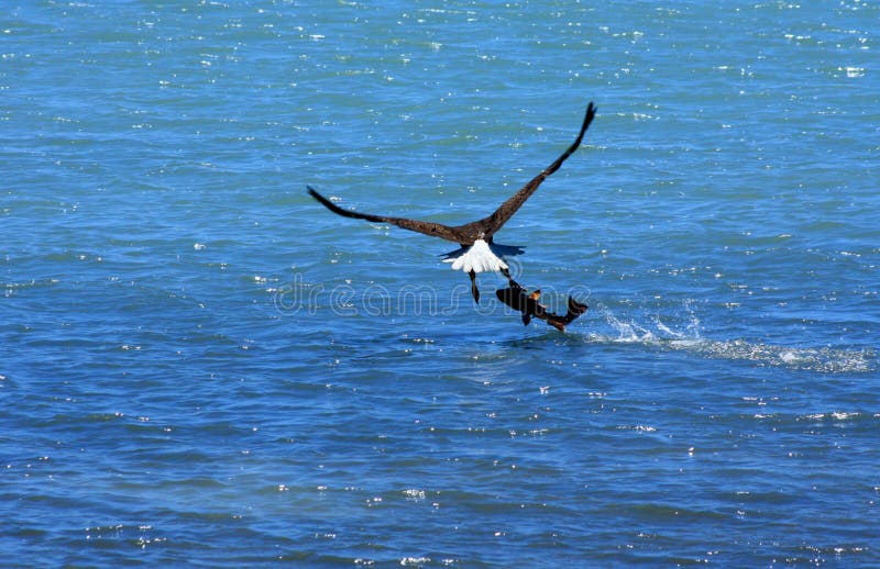 Bald Eagle struggles to fly away with enormous fish. Bald Eagle struggles to fly away with enormous fish.