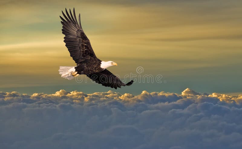 Bald eagle flying above the clouds at sunset. Bald eagle flying above the clouds at sunset