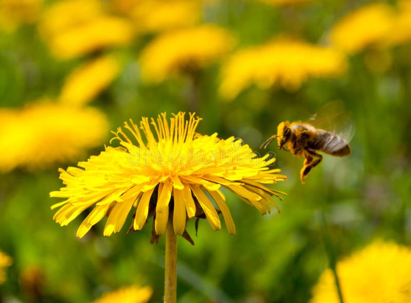 Flugwesenbiene lizenzfreies stockbild Flugwesenbiene lizenzfreies stockbild