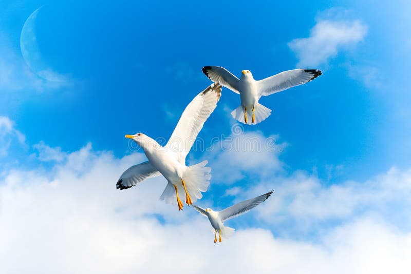 Flugwesenvögel Flugwesenvögel