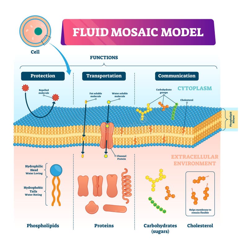 the fluid mosaic model of membrane structure