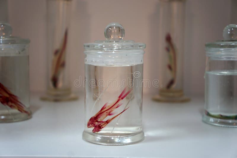 Clearing and Staining of Stonelapping Fishes, Garras or Doctor Fishes