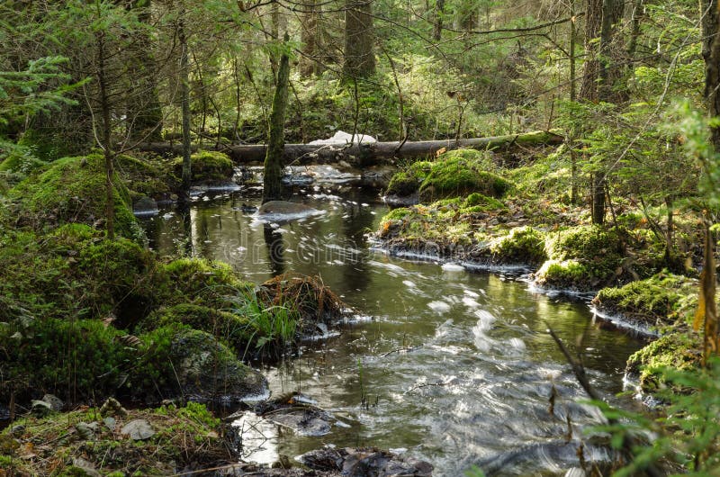 Fluir cala en un bosque cubierto de musgo fotos de archivo Fluir cala en un bosque cubierto de musgo fotos de archivo