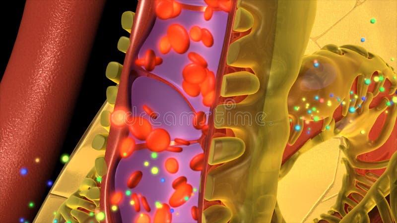 Flujo De Sangre En Capilares Almacen De Video - Vídeo de capilares, sangre:  82159165