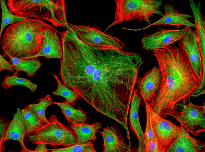 Fluorescence Microscope Image of Human Cells Undergoing Mitosis Stock Illustration - Illustration of biotechnology, bpae: 100397657