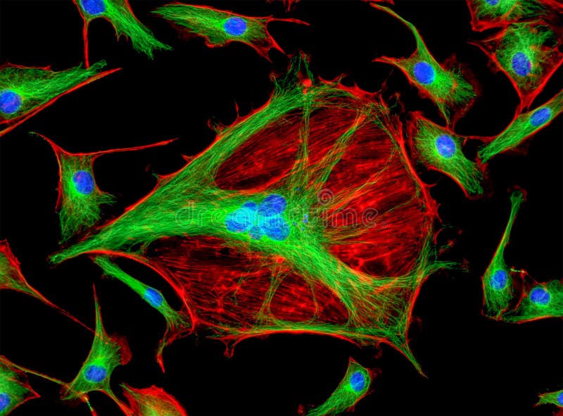 Fluorescence Microscope Image of Human Cells Undergoing Mitosis Stock ... Biology Diagrams