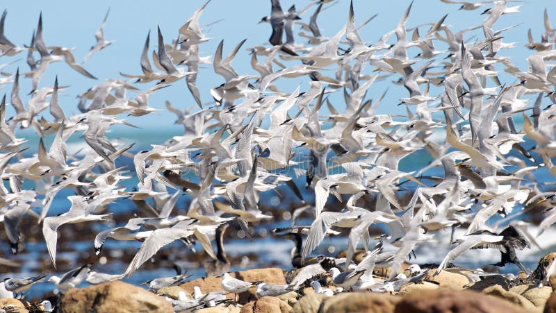 Flurry of Sea Birds