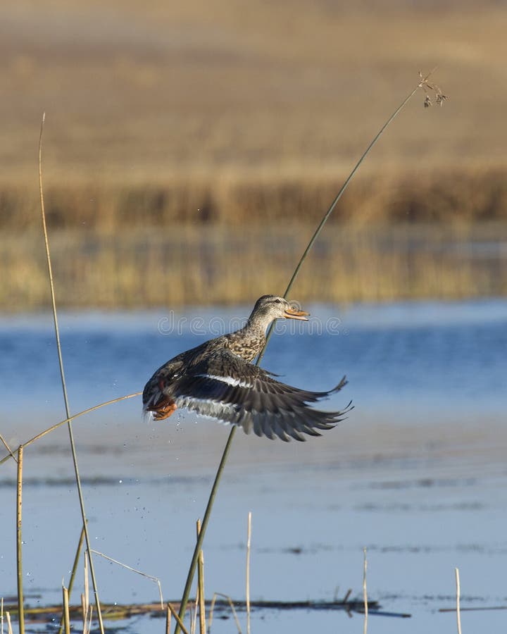 Flushing Mallard