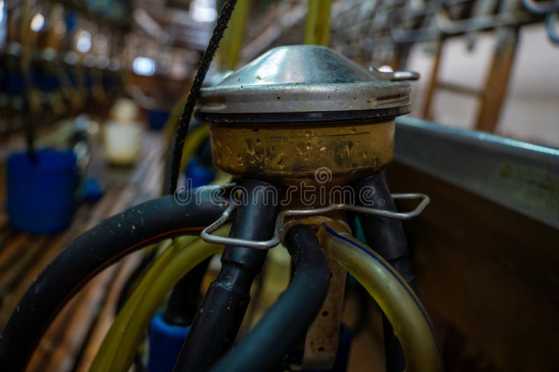 Flushing the system in the milking parlour on the farm royalty free stock photos
