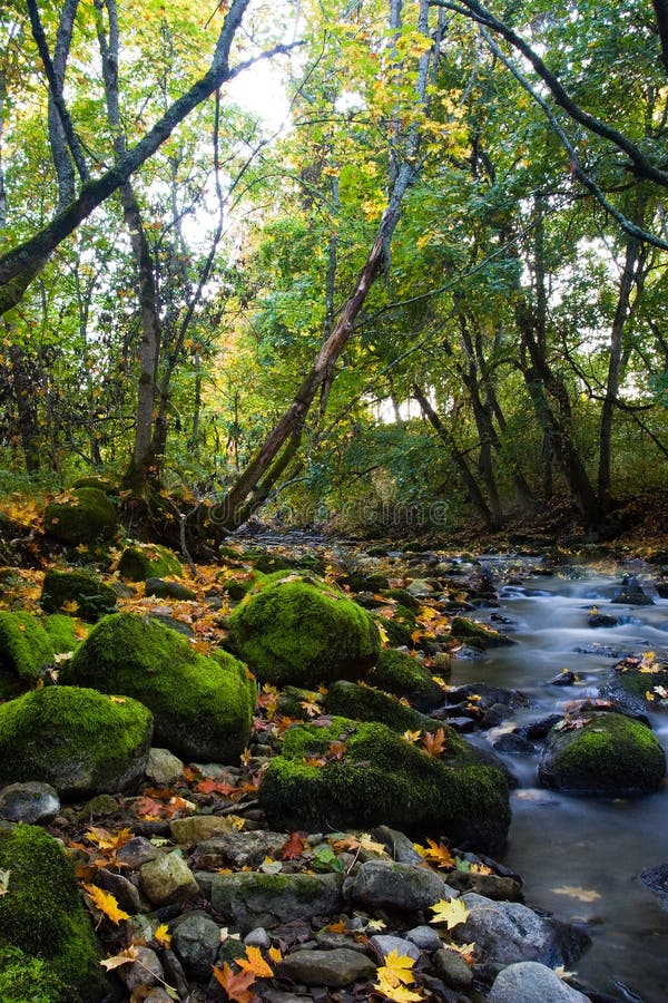 River in forest with green mossy stones. River in forest with green mossy stones