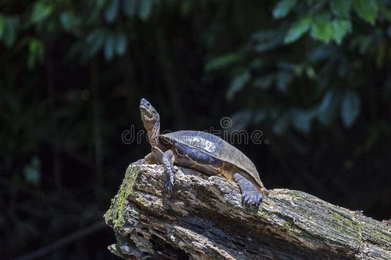 Fluss-Schildkröte, die bei Tortuguero - Costa Rica ein Sonnenbad nimmt lizenzfreies stockbild Fluss-Schildkröte, die bei Tortuguero - Costa Rica ein Sonnenbad nimmt lizenzfreies stockbild