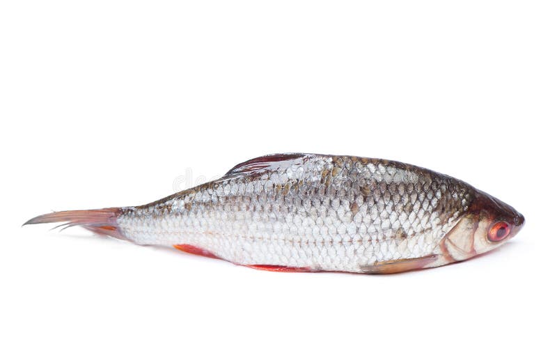 Flussfisch lizenzfreies stockbild Flussfisch lizenzfreies stockbild
