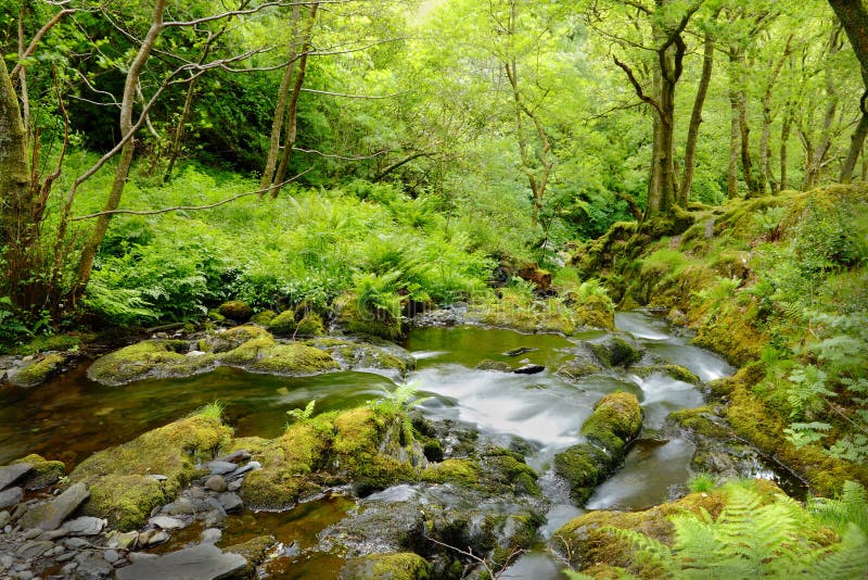 Flusso della foresta immagine stock libera da diritti
