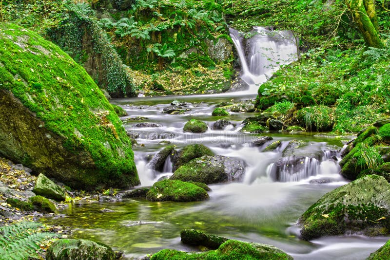 Flusso della foresta immagine stock libera da diritti
