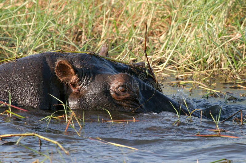 Hippo in Okavango Delta, Botswana. Hippo in Okavango Delta, Botswana