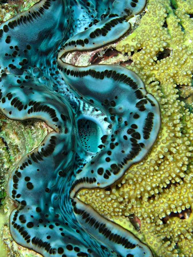 Fluted giant stock image. Image of coralreef, fluted 19388455