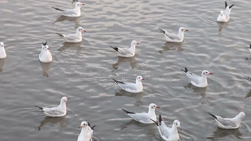 Flutuação das gaivotas