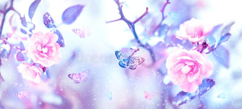 Fluturi și trandafiri în zăpadă într-o grădină magică. imagine fabuloasă de iarnă. royalty free stock image