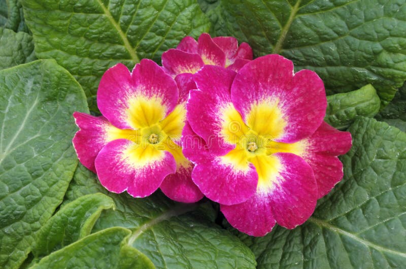 Fluweel en de gele bloem van de tuinprimula royalty-vrije stock afbeelding