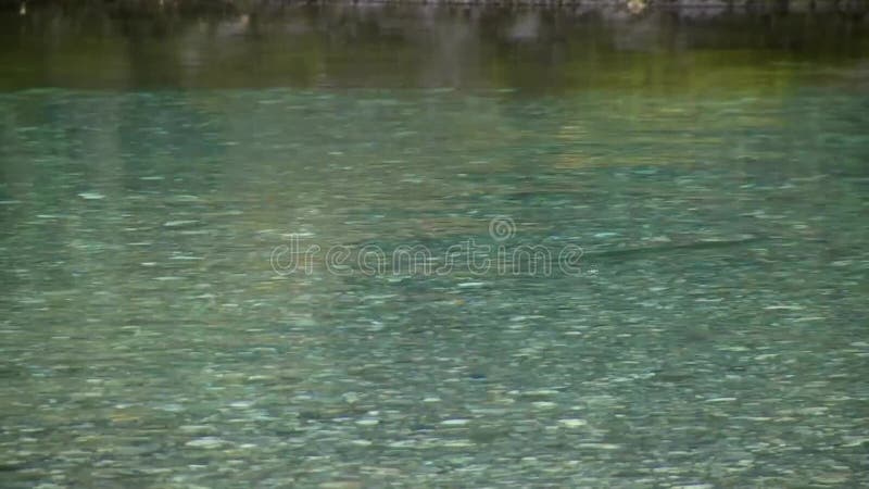 Flux d'une rivière de montagne propre Partie de la rivière à écoulement calme banque de vidéos