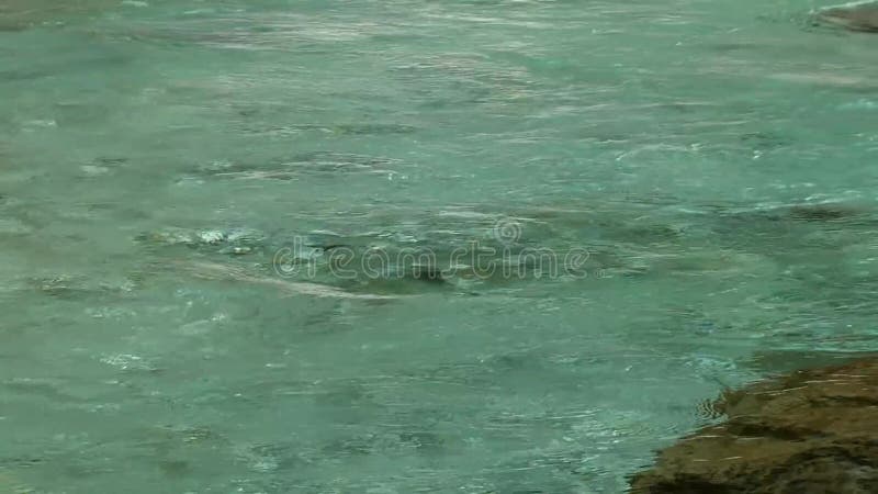 Flux d'une rivière de montagne propre Partie de la rivière à écoulement calme banque de vidéos