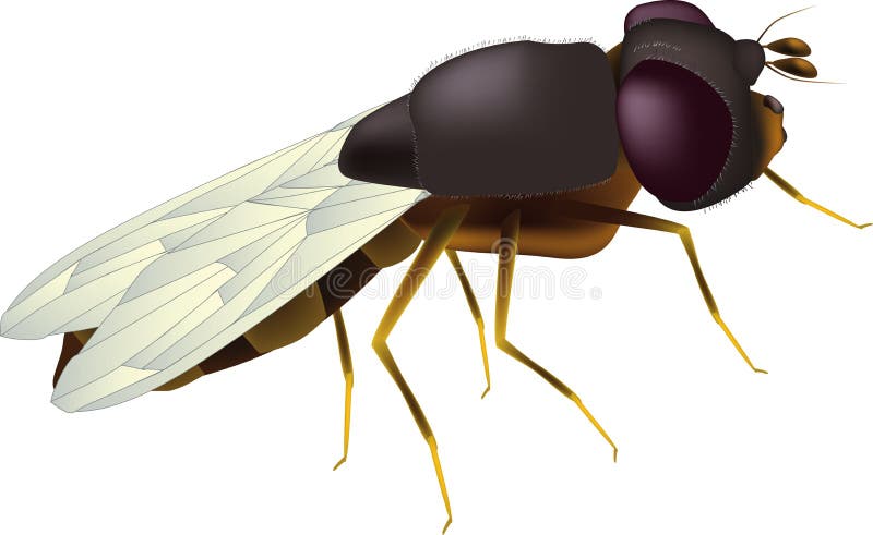 Fly vector illustration