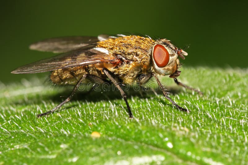 The fly royalty free stock photos