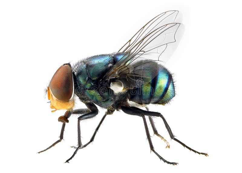 Macro su fly con sfondo bianco.