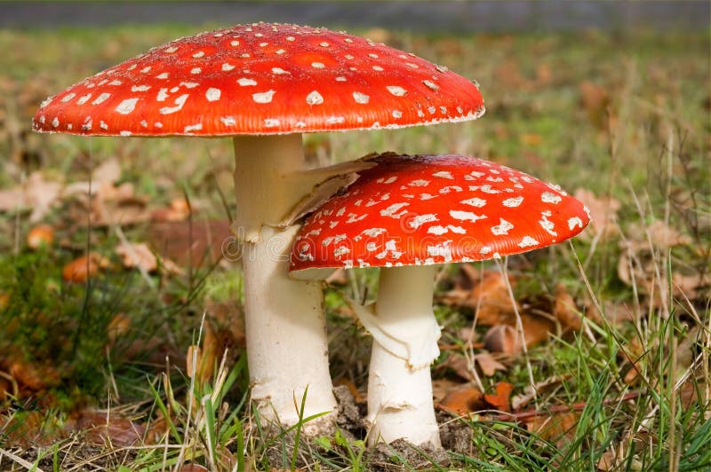 Fly agaric