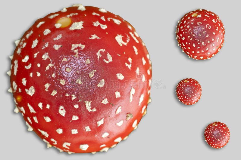 Fly agaric