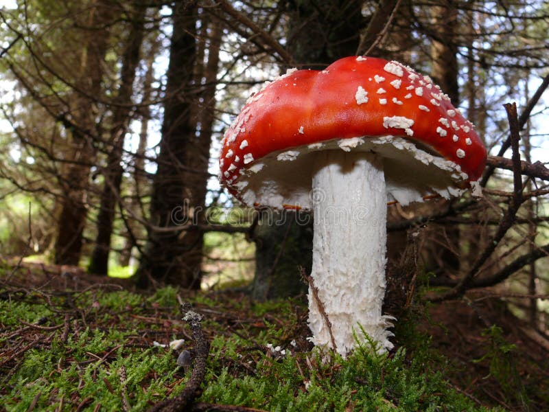 Seta venenosa champinón otono Bosque 