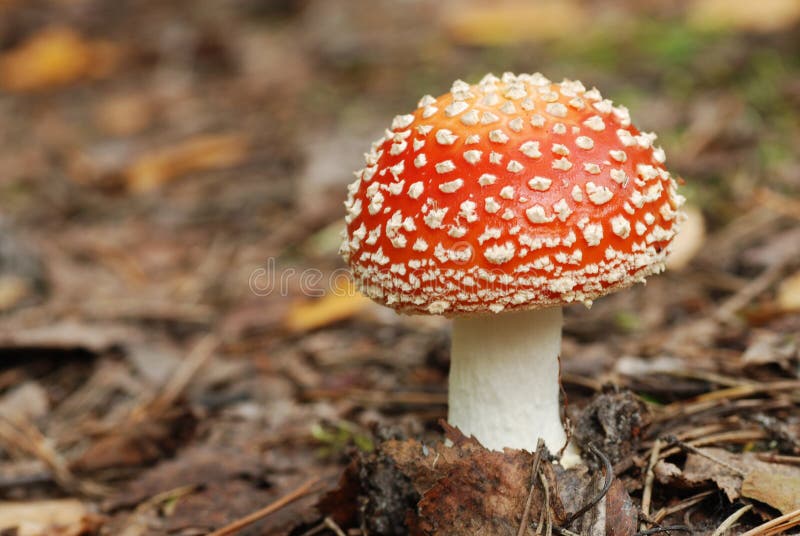 Fly agaric