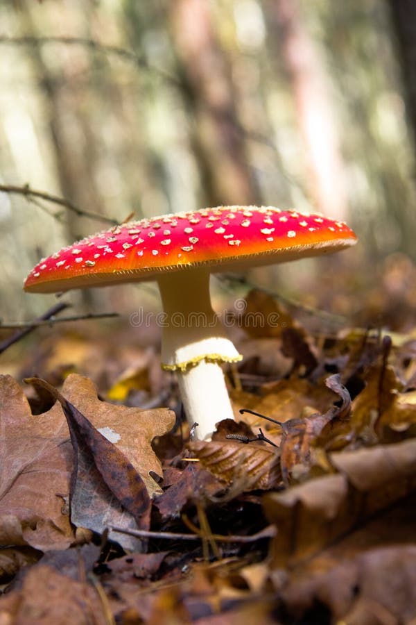 Fly agaric