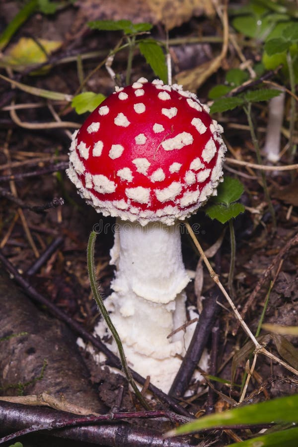 Fly agaric, Amanita muscaria poisonous fungus with red cap in forest macro, selective focus, shallow DOF