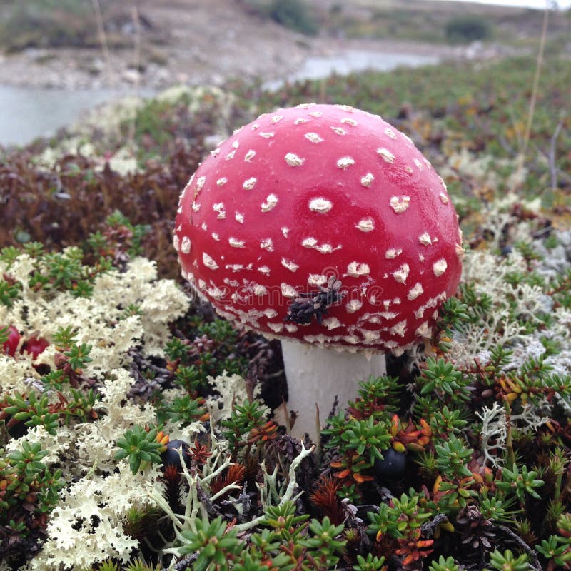 Mushroom in reindeer moss stock photo. Image of northern 12121168