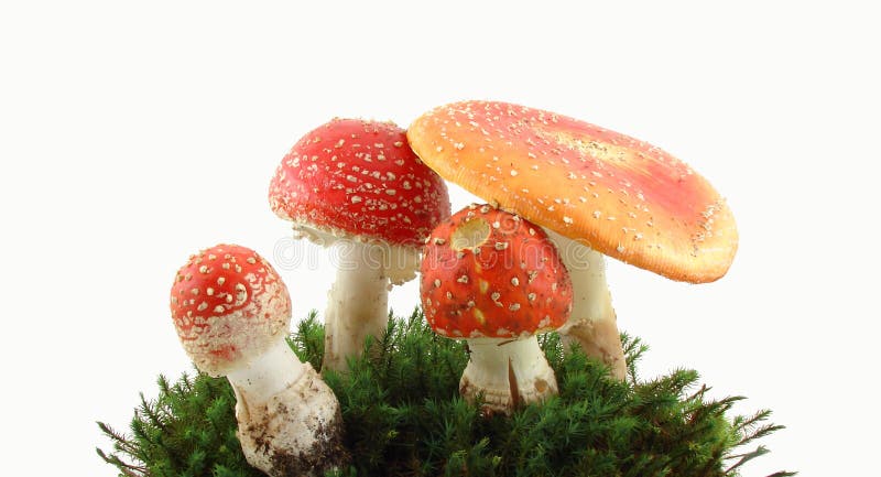 Fly agaric mushrooms