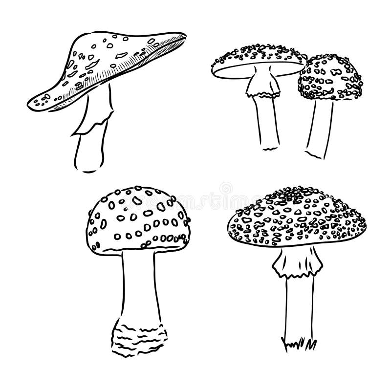 https://thumbs.dreamstime.com/b/fly-agaric-non-edible-poisonous-forest-mushrooms-sketch-vector-illustration-isolated-249154283.jpg