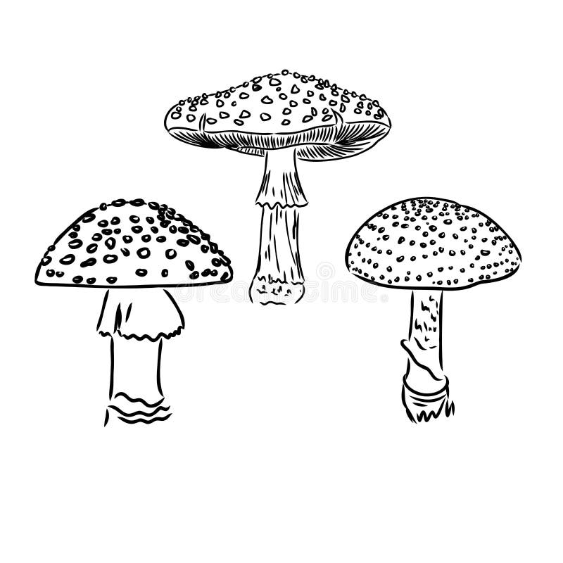 https://thumbs.dreamstime.com/b/fly-agaric-non-edible-poisonous-forest-mushrooms-sketch-vector-illustration-isolated-fly-agaric-non-edible-poisonous-forest-249154705.jpg