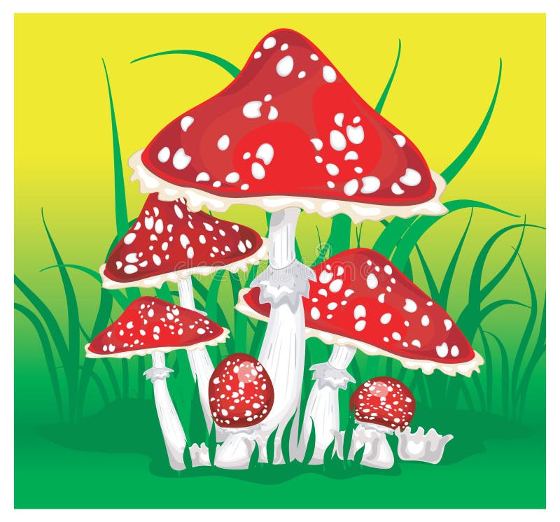 Life Cycle of Red Fly Agaric Mushroom. Stages of Fly Agaric (Amanita