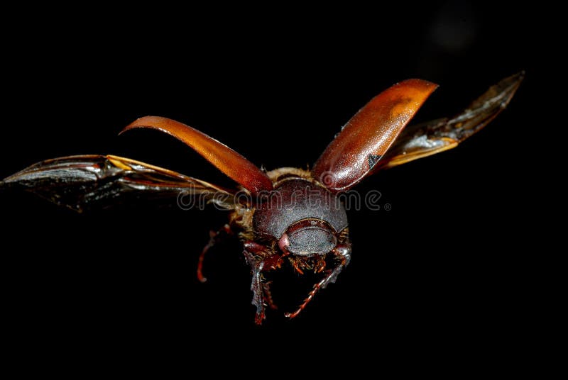 Fly beetle insect stock photo
